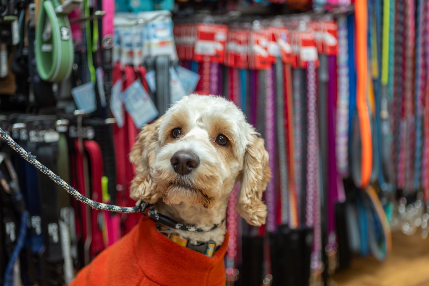 Podgy Paws Pet Shop