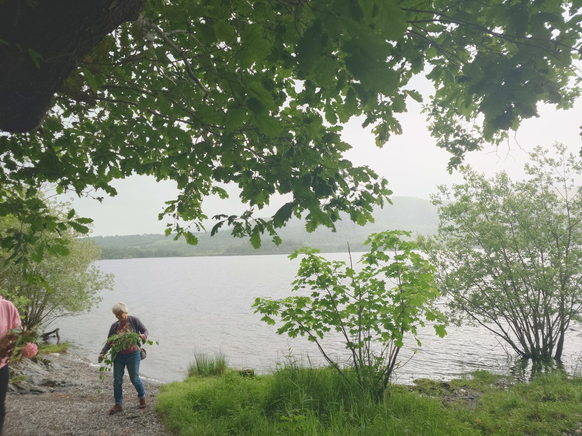 Walking and Foraging in the Lingholm Estate