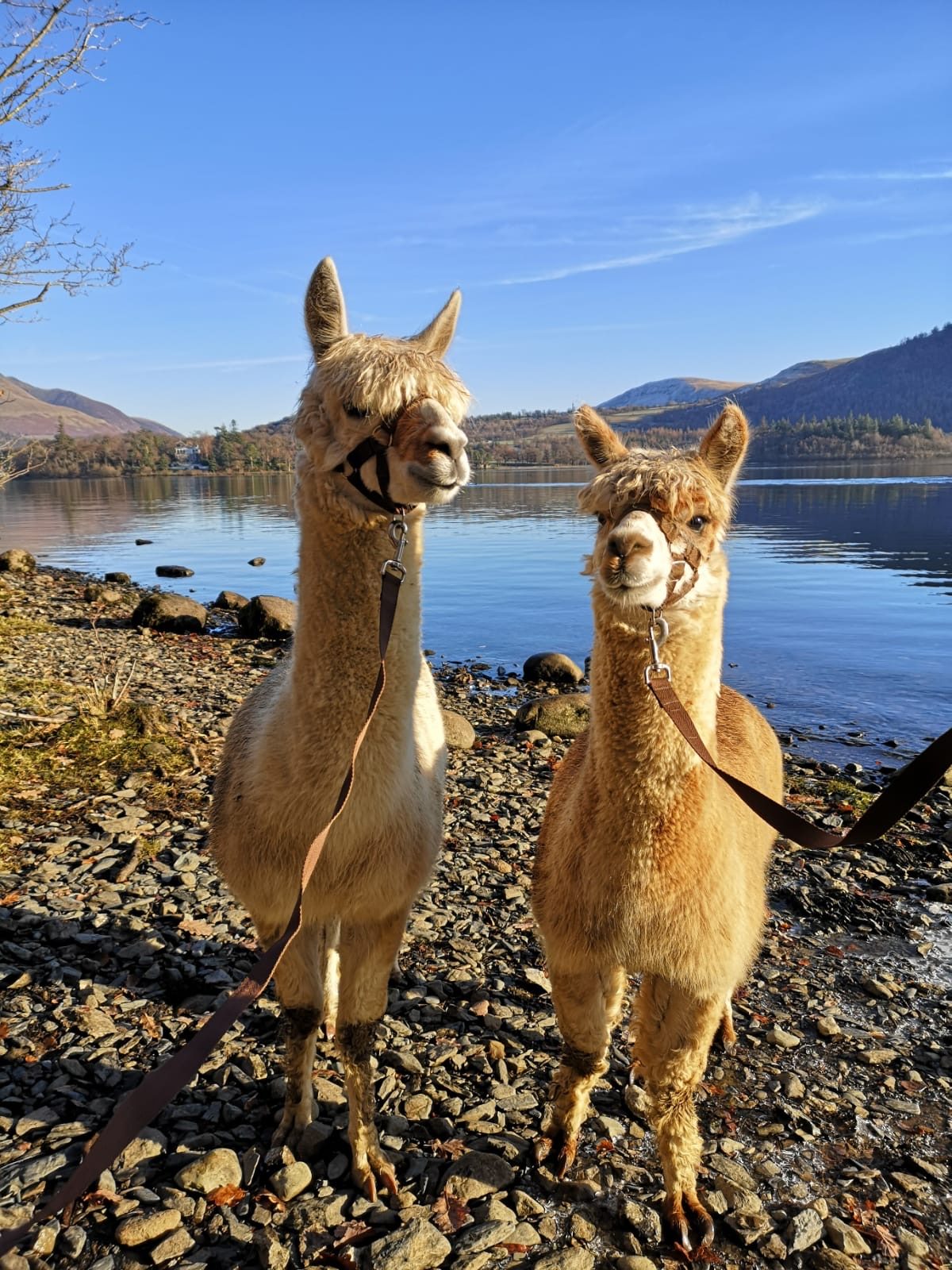 Alpacaly Ever After CIC