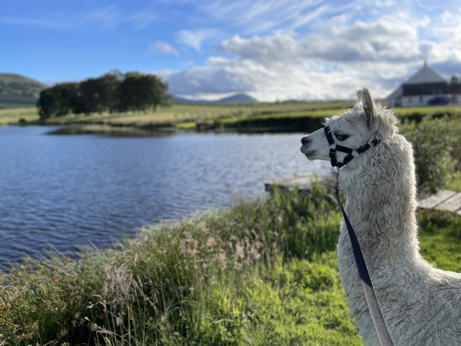 Alpacaly Ever After CIC