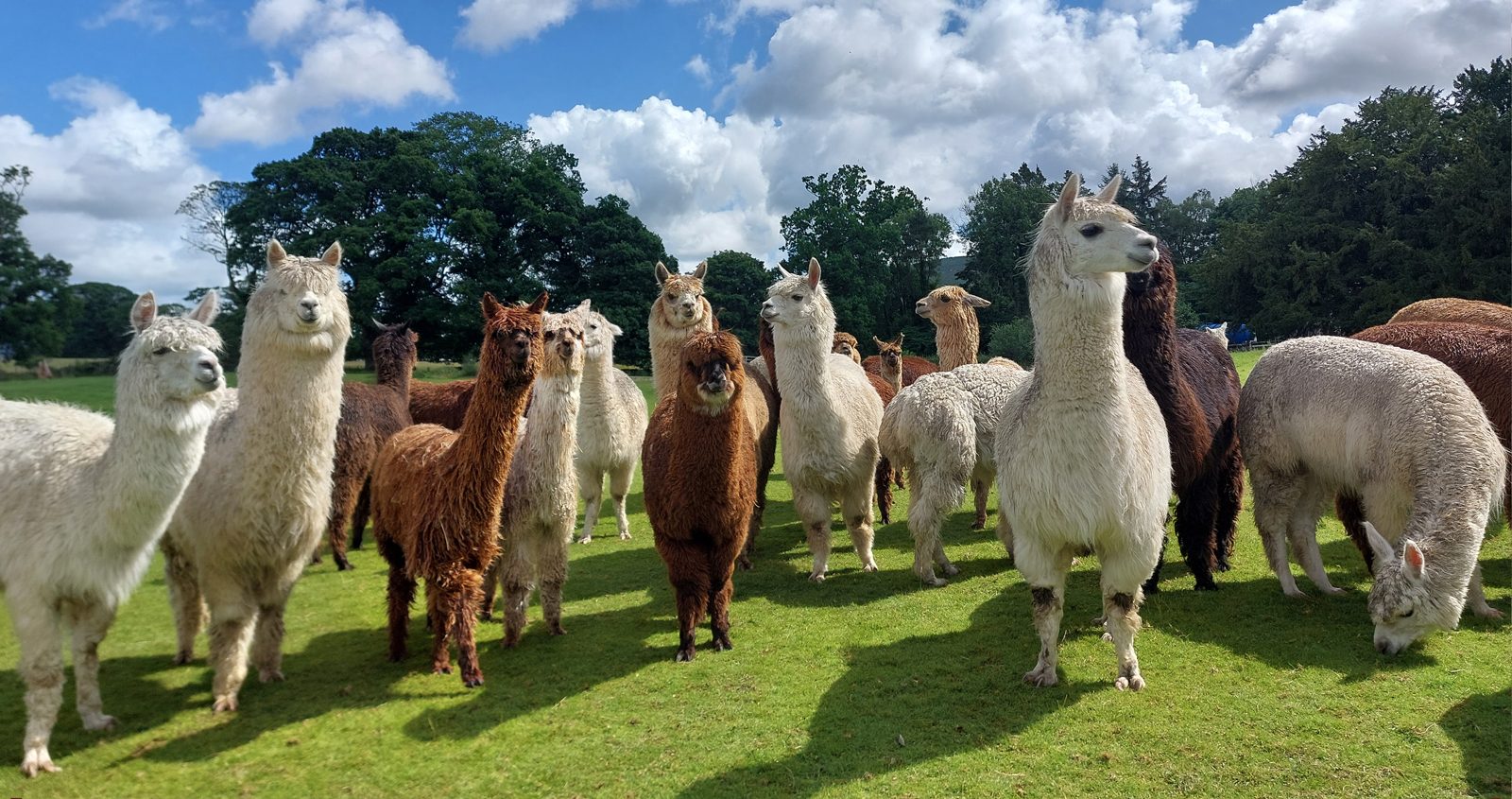Alpacaly Ever After CIC